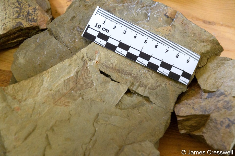 An unknown organism that has been sold to Harvard University