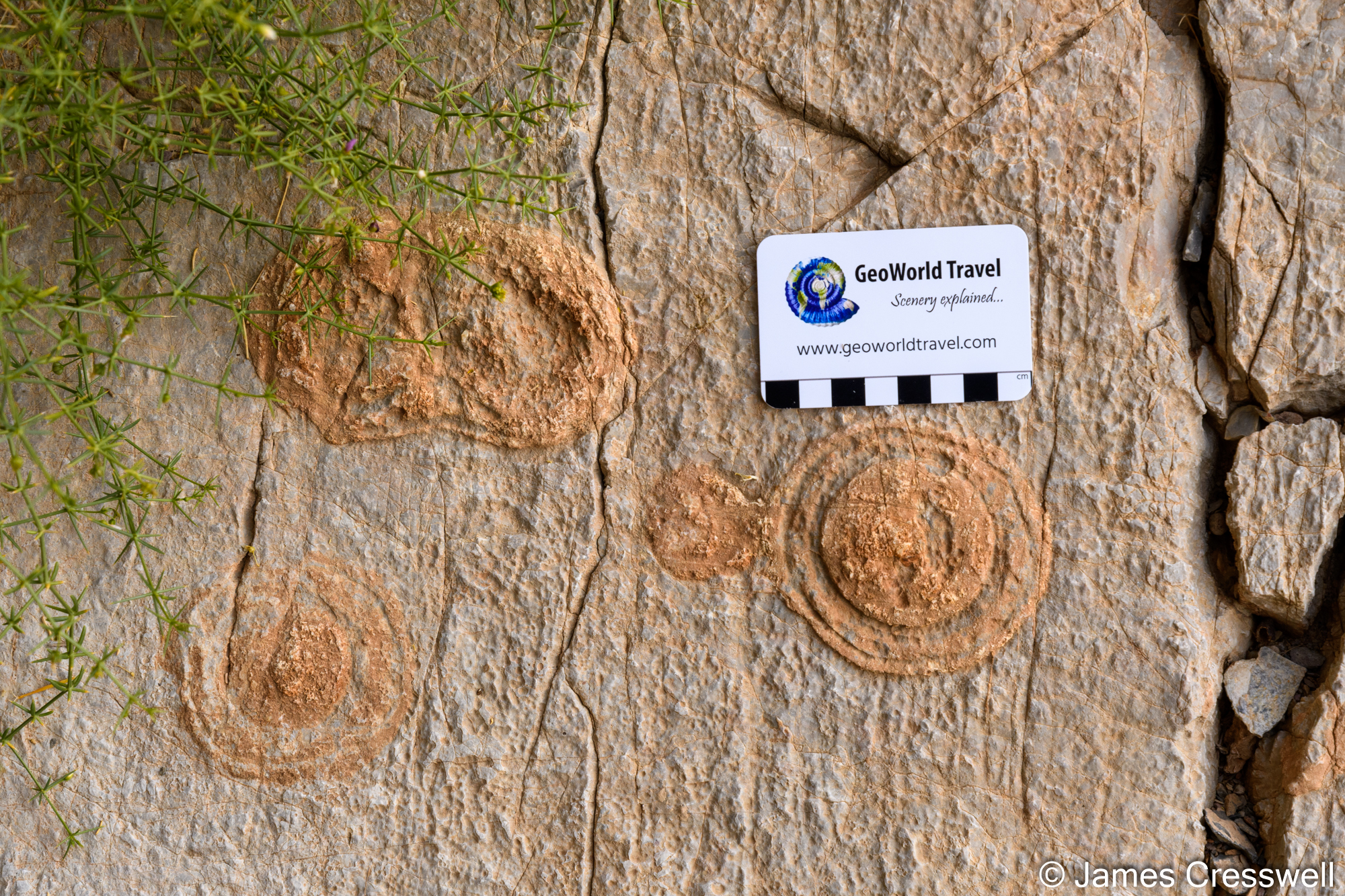 Ediacaran stromatolites