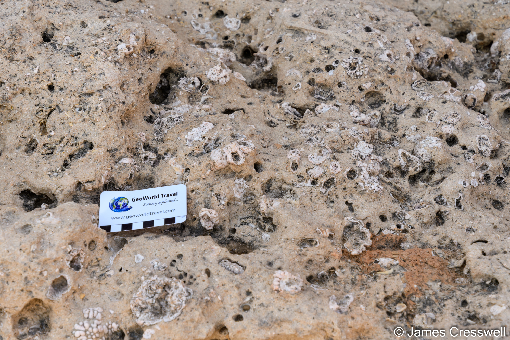 Quaternary fossil corals.