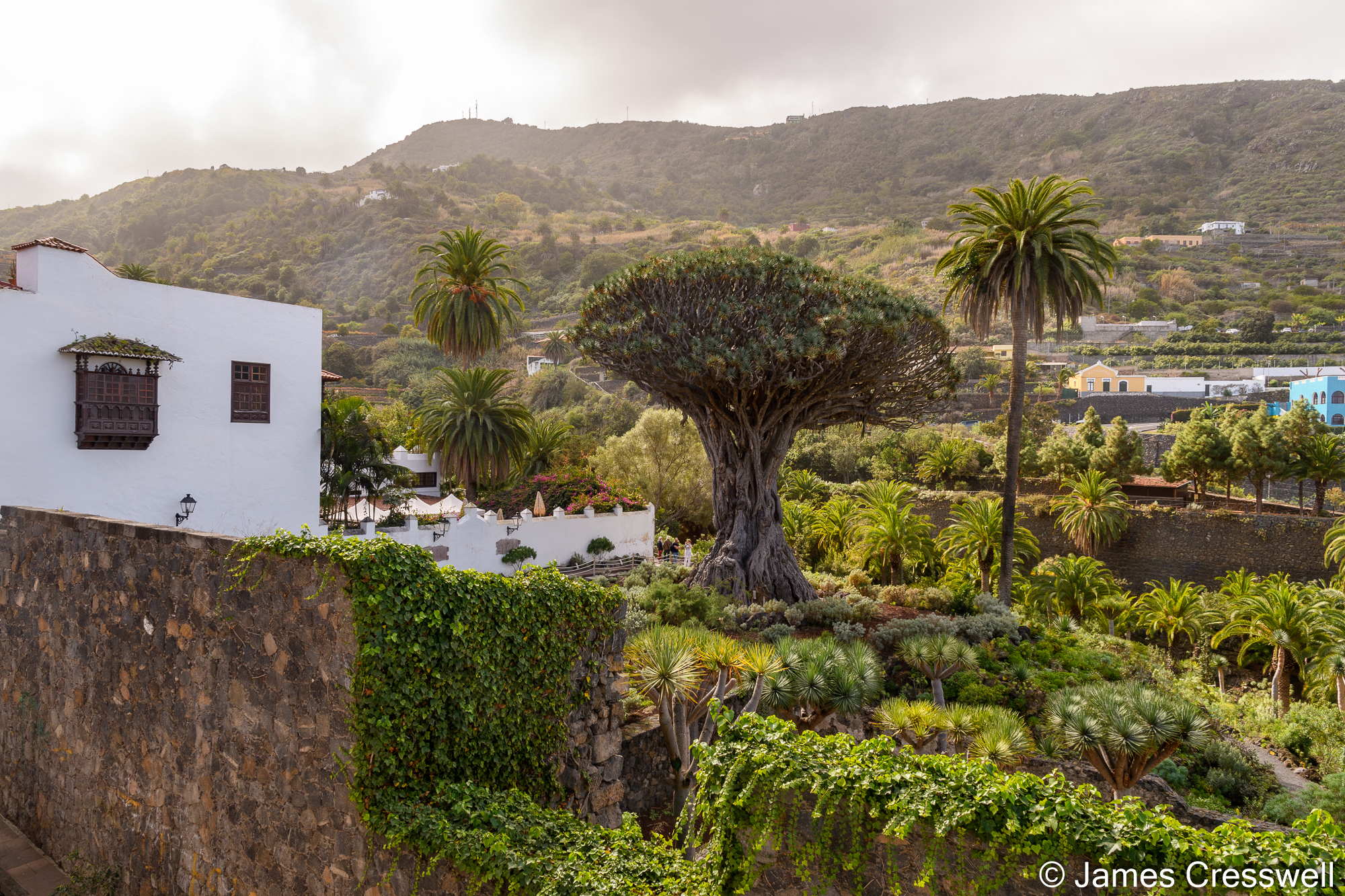 Dragon Tree in Icod de Los Vinos