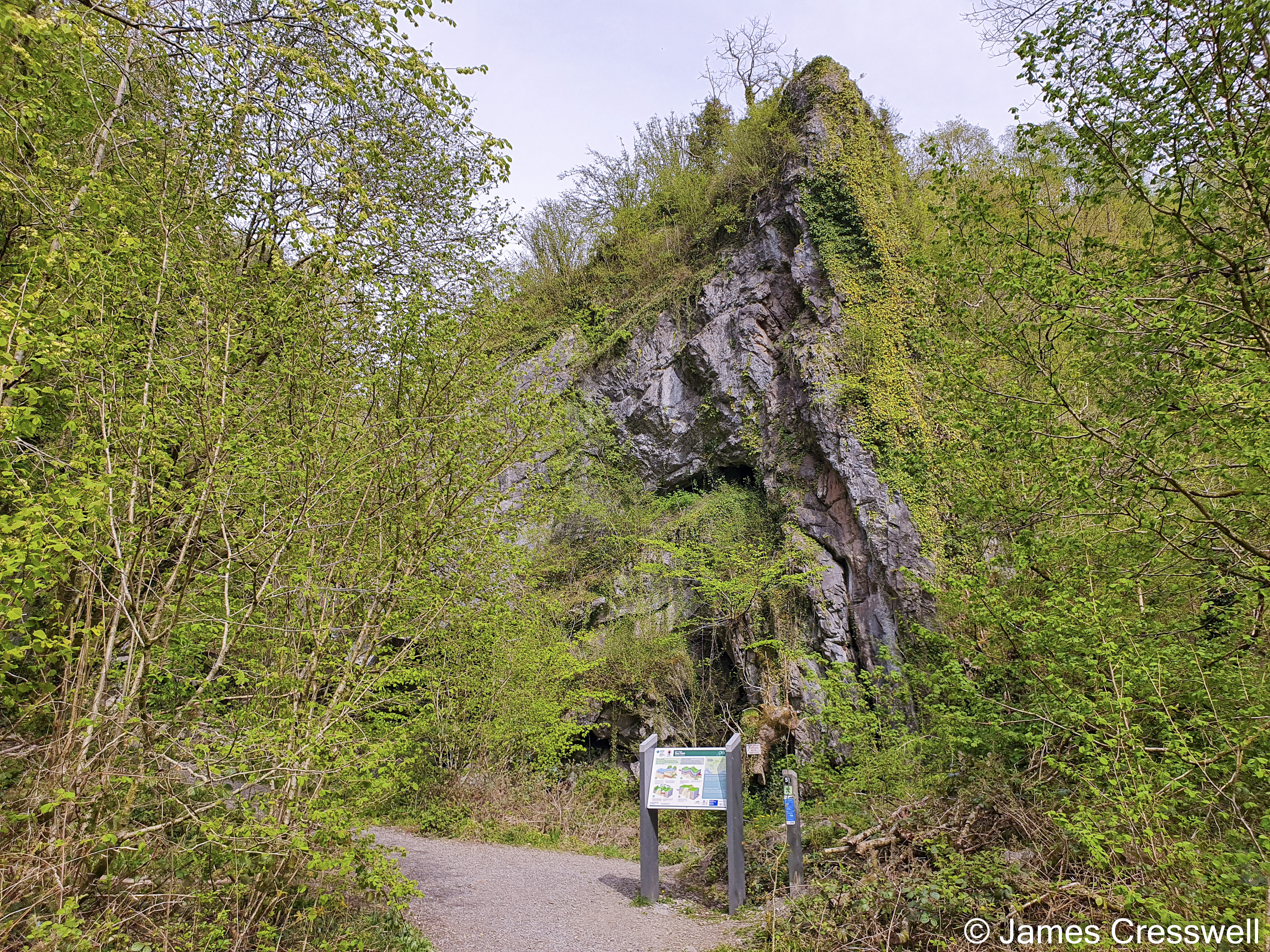 Folded rock in undergrowth