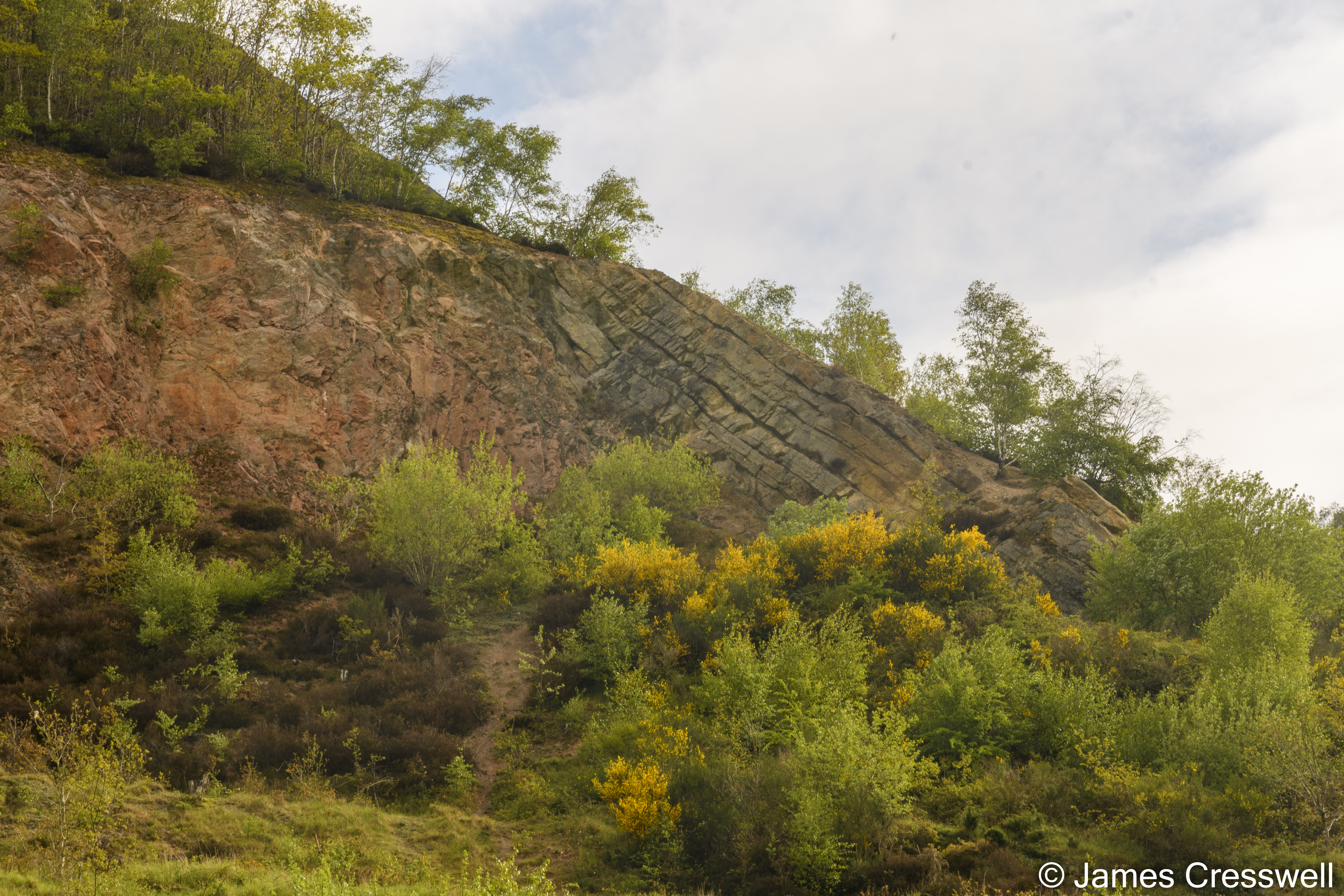 A rock face with vegetation