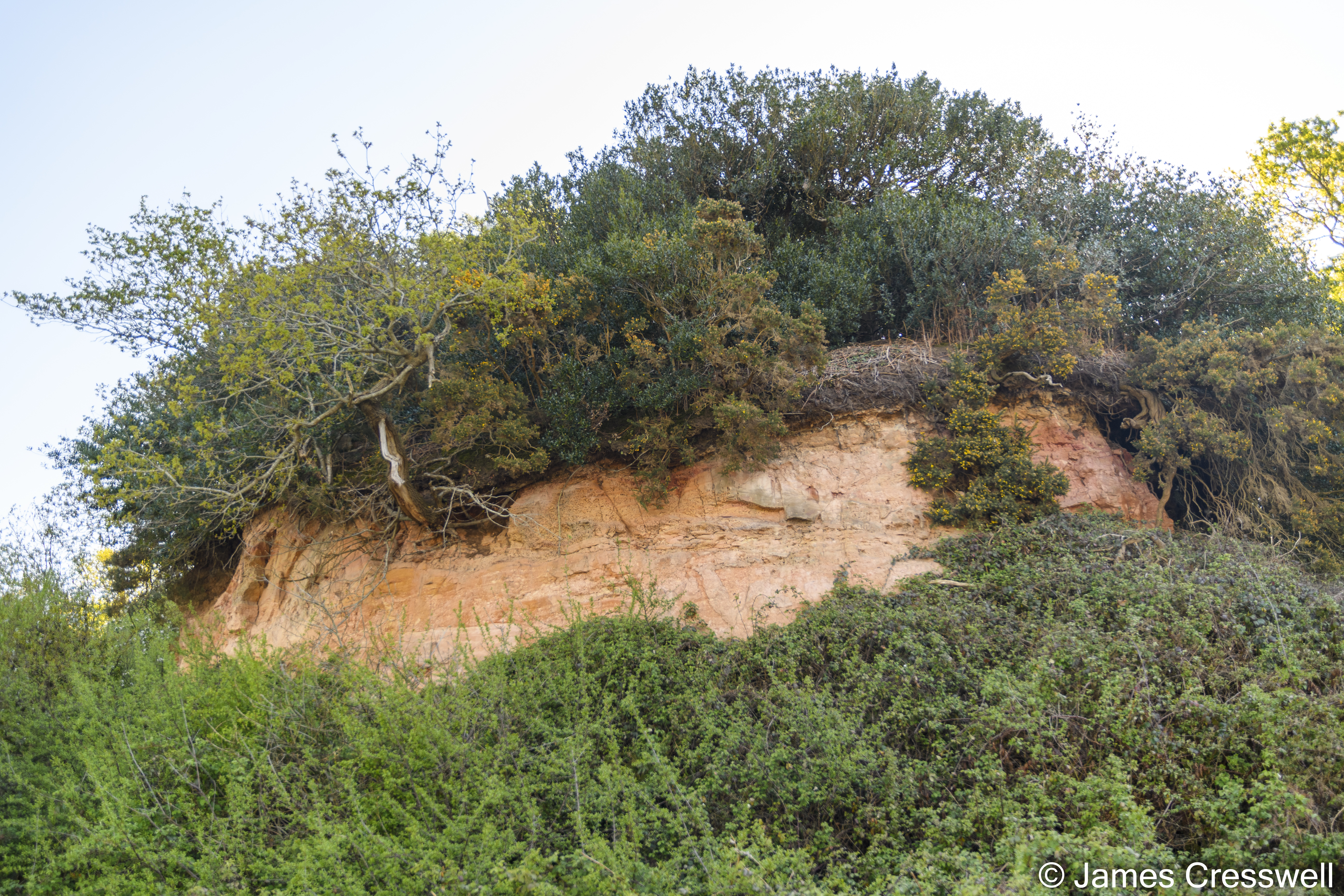 A rock outcrop with undergrowth around it