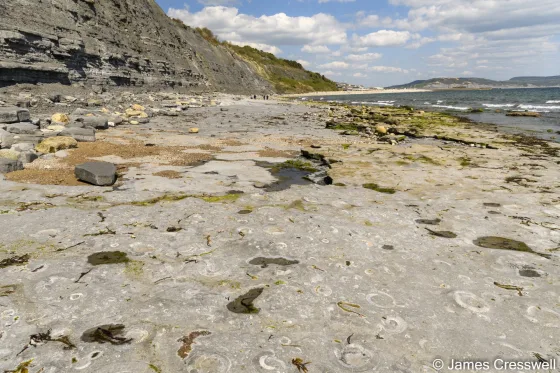 Fossils on a rocky beach