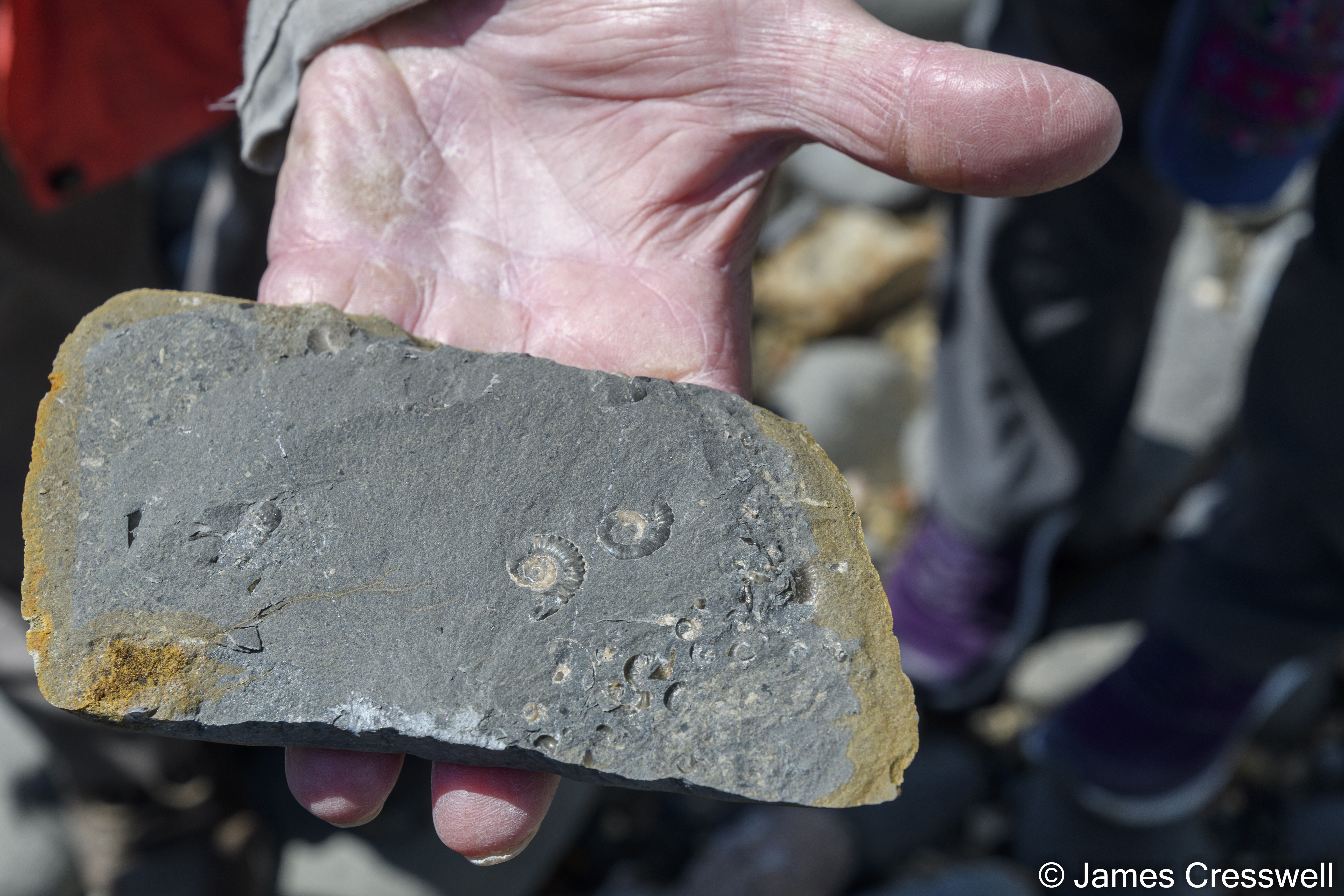 An ammonite found in a Burchi nodule