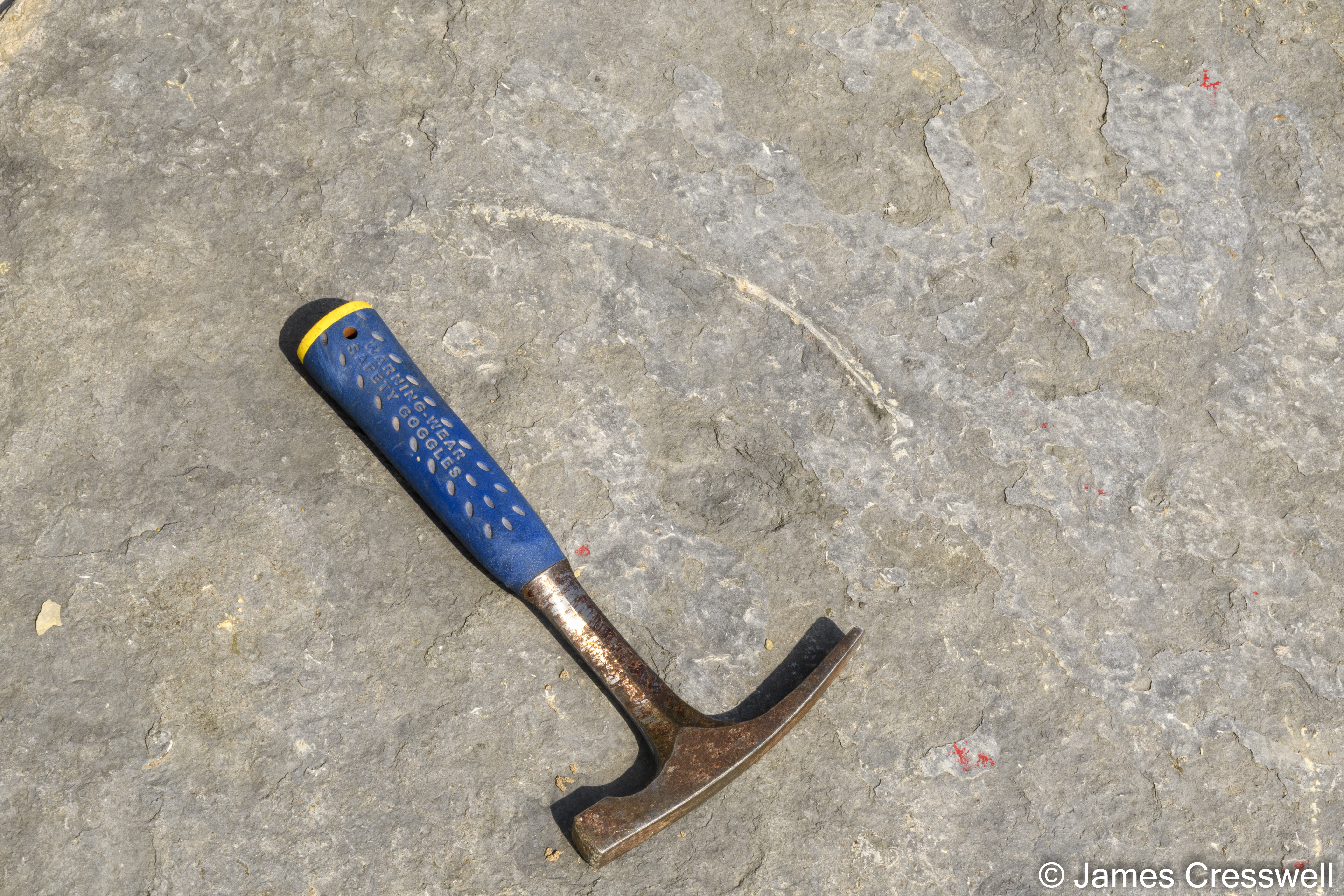Fossilised rib bone in rock next to a geological hammer