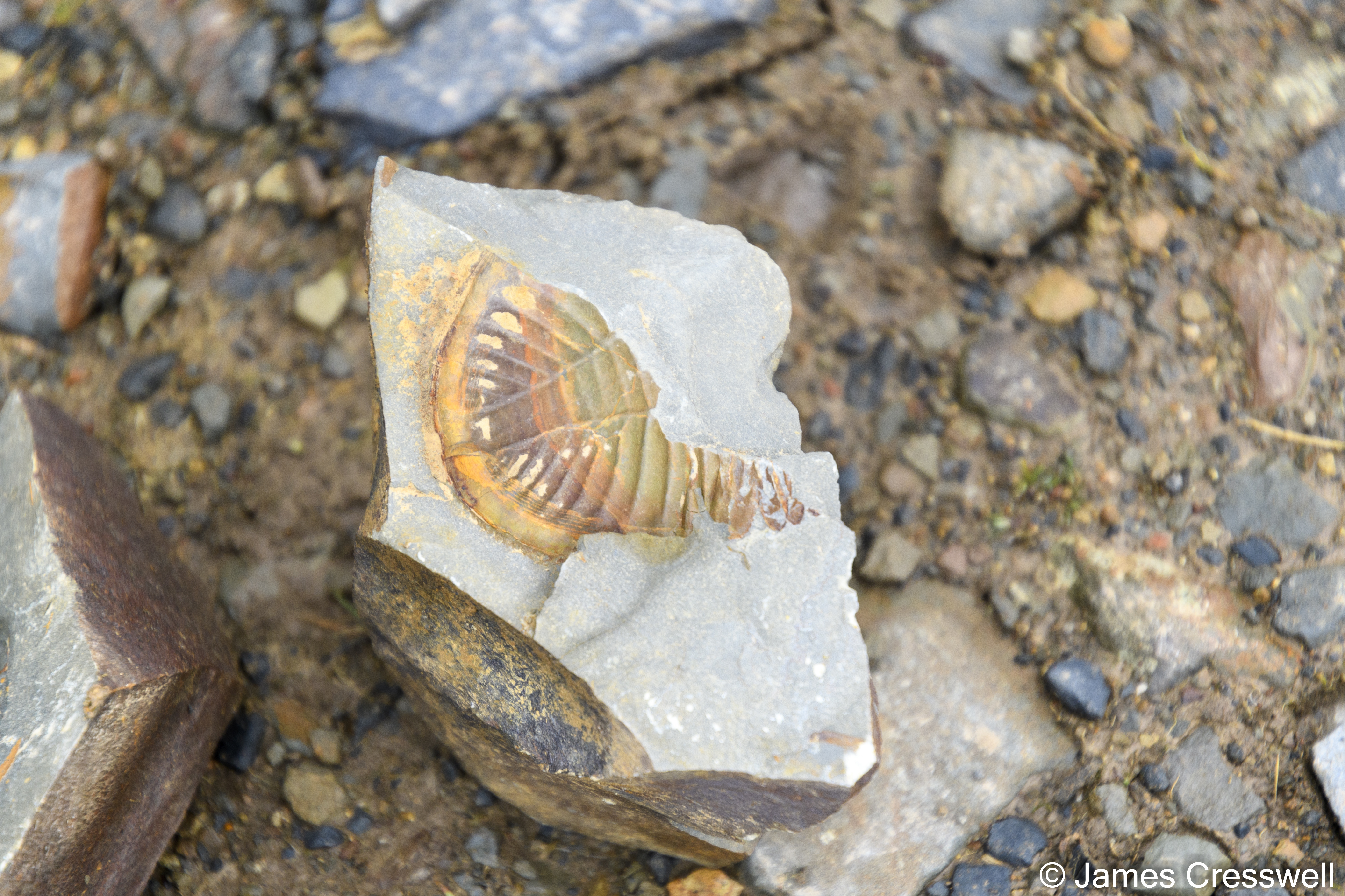 An Ordovician trilobite from the Upper Gilwern quarry