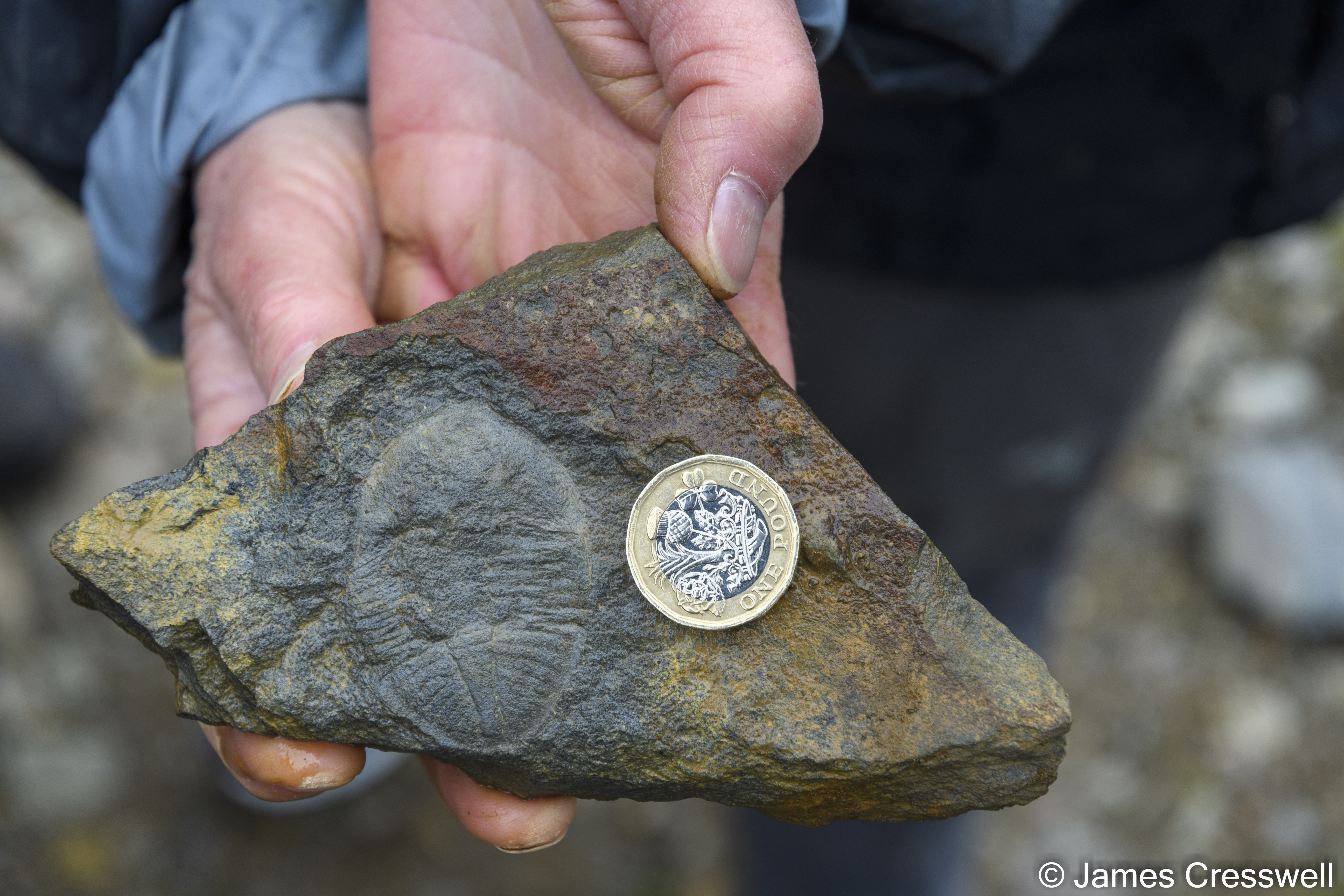 An Ordovician trilobite with a pound coin for scale