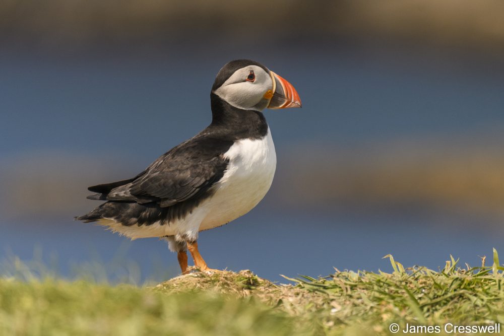 A puffin