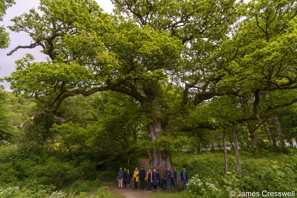 People standing around the trunk of a large oak tree