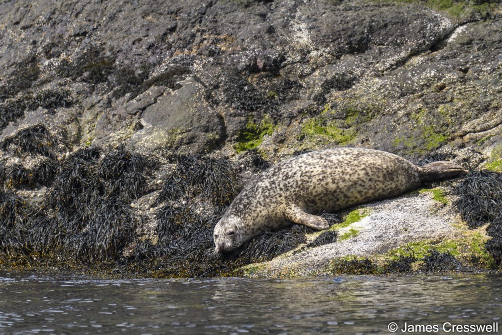 A seal basking on rocks next to the sea
