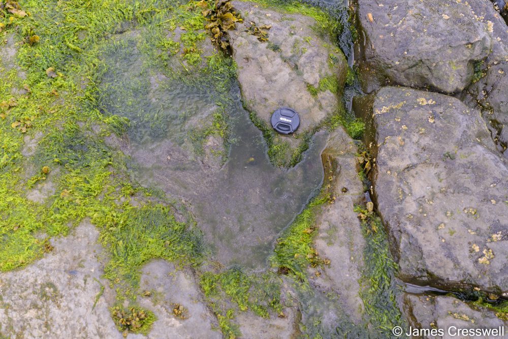 A dinosaur footprint in rock