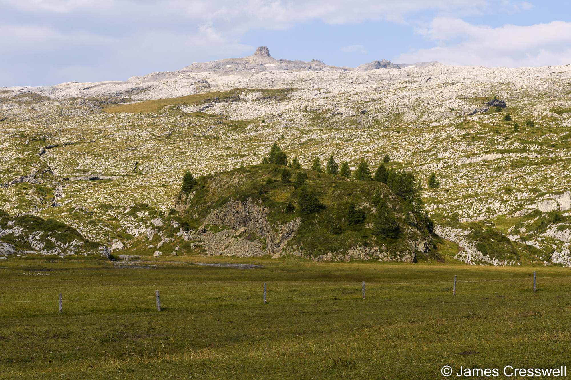A rocky slope with some trees
