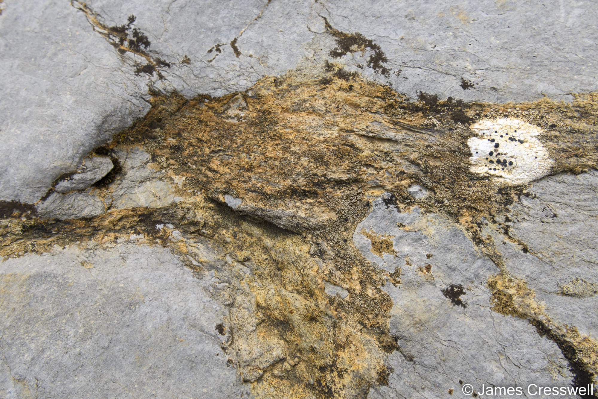 Rock with fossil remains