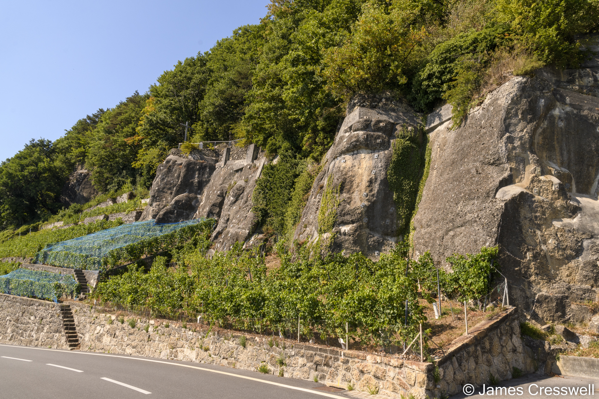 Vines growing by the side of the road with rock behind