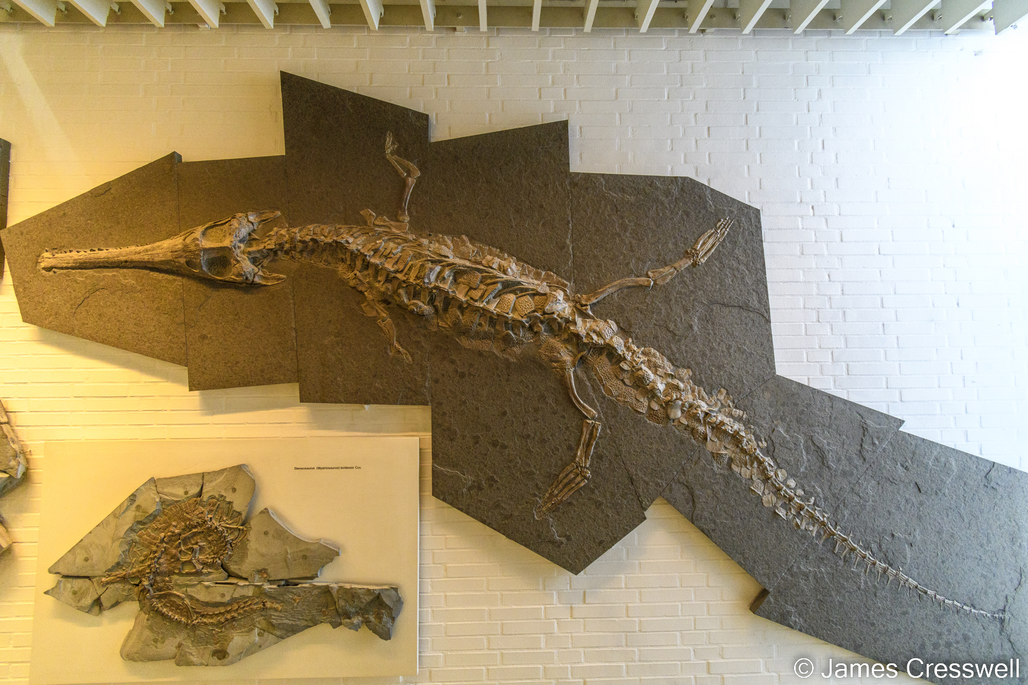 A fossil crocodile on display in a museum