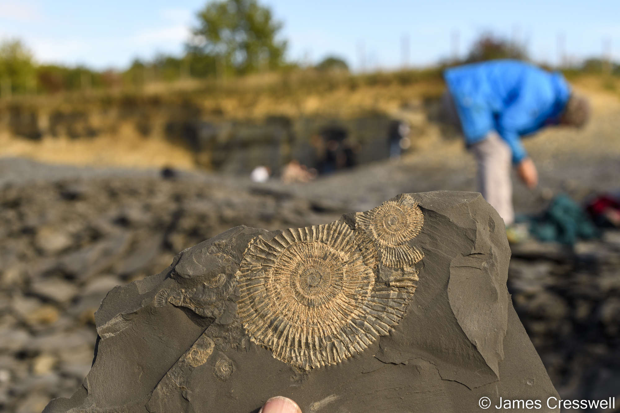 Close up of an ammonite