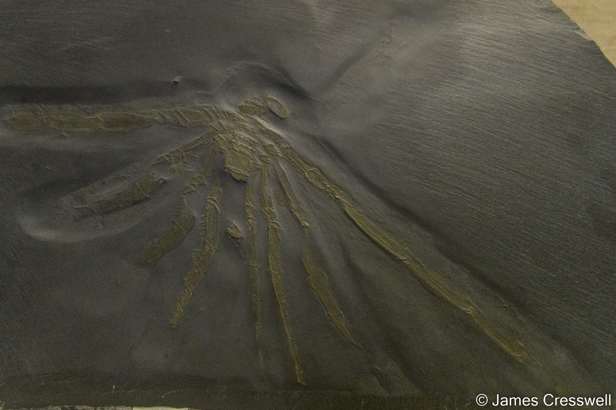 A spider fossil on display in a museum