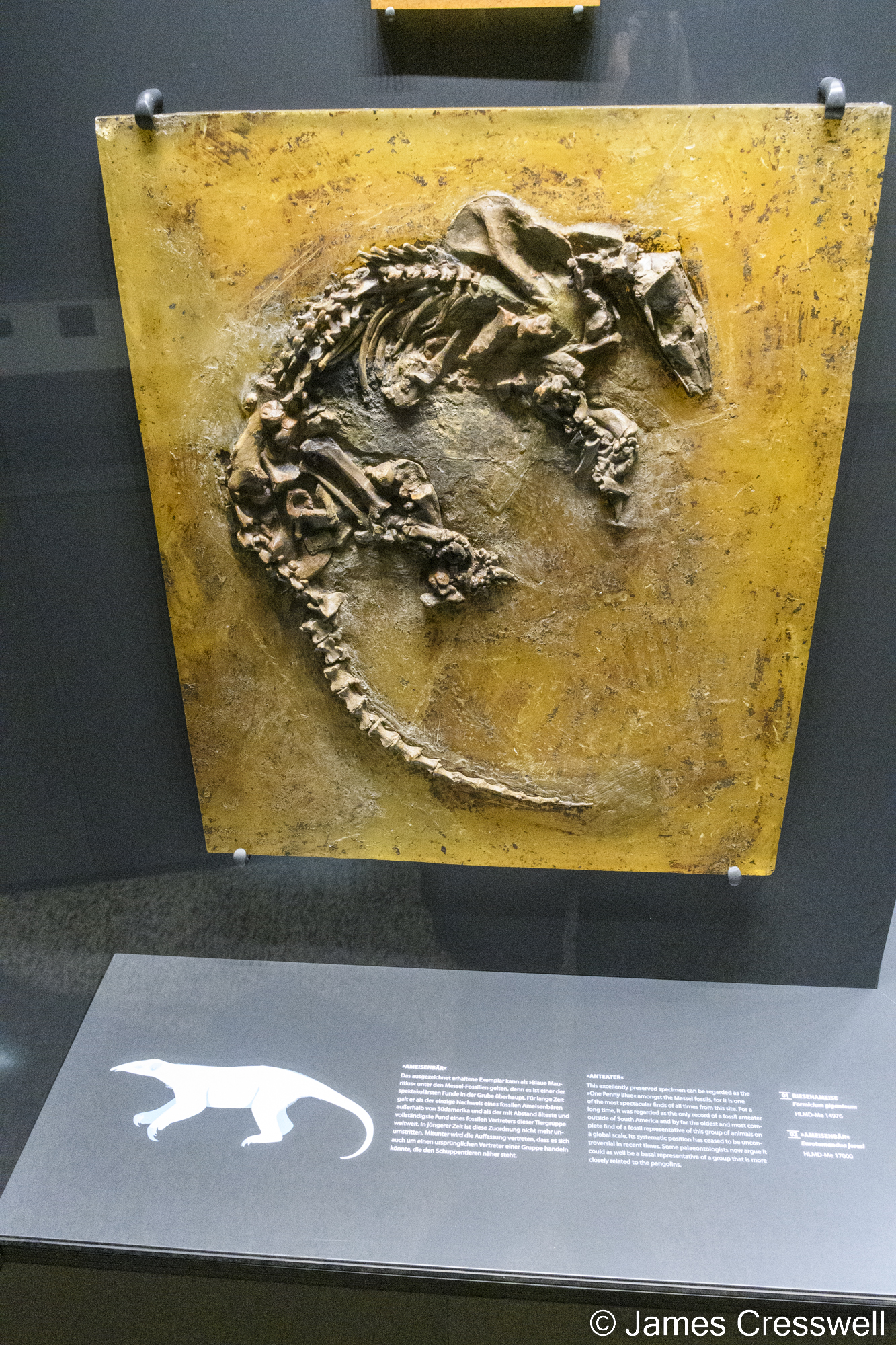 A specimen of a fossil anteater on display in a museum