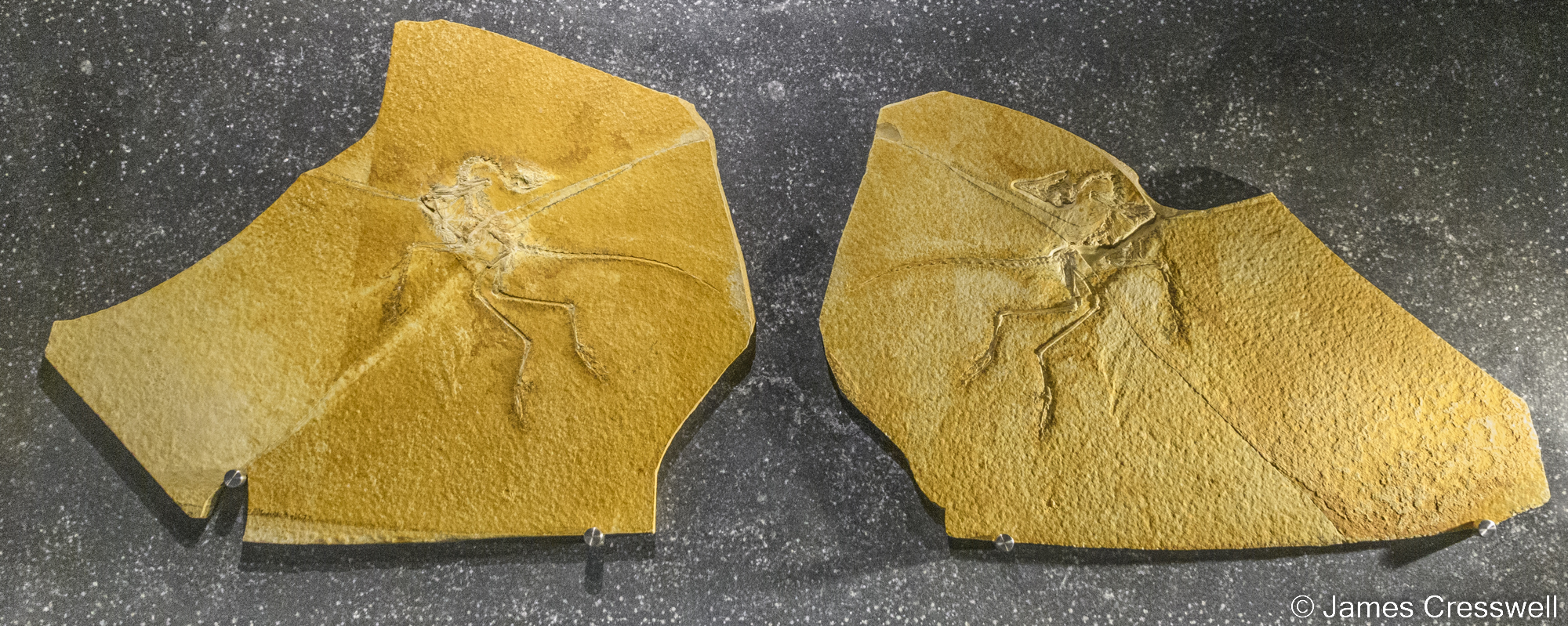 An archaeopteryx fossil on display in a museum