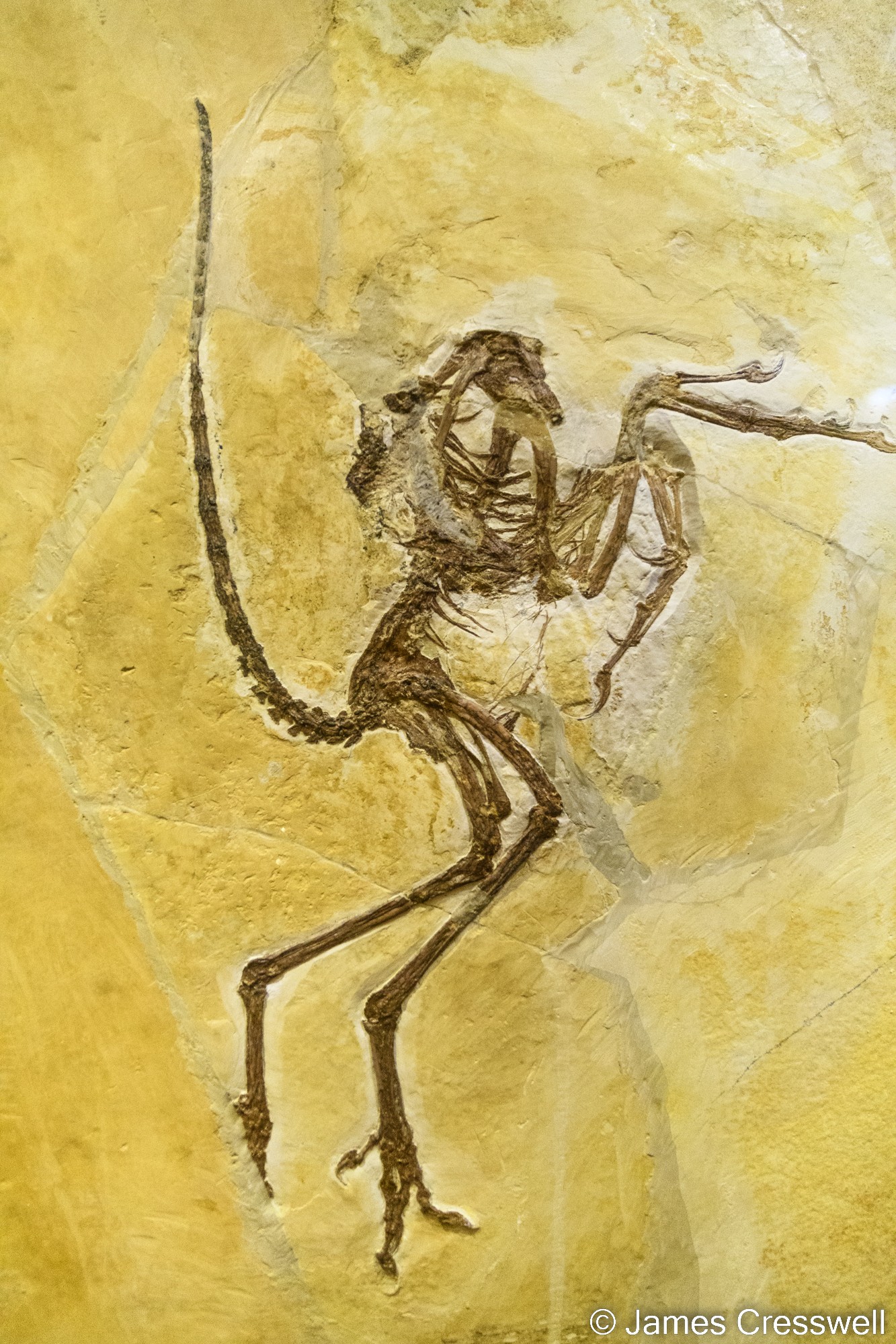 An archaeopteryx fossil on display in a museum