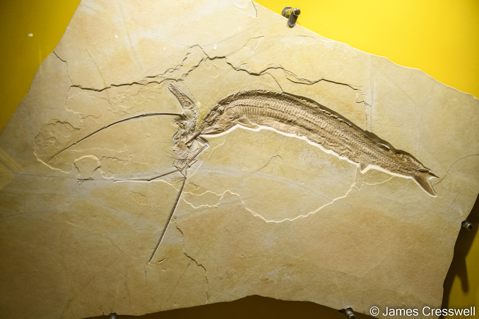 A fish fossil on display in a museum