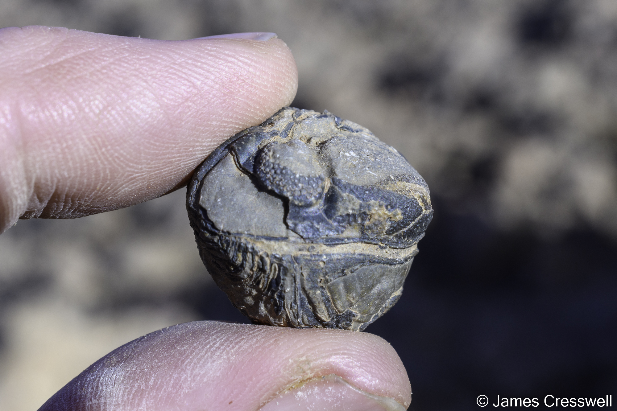 A trilobite held between a finger and thumb