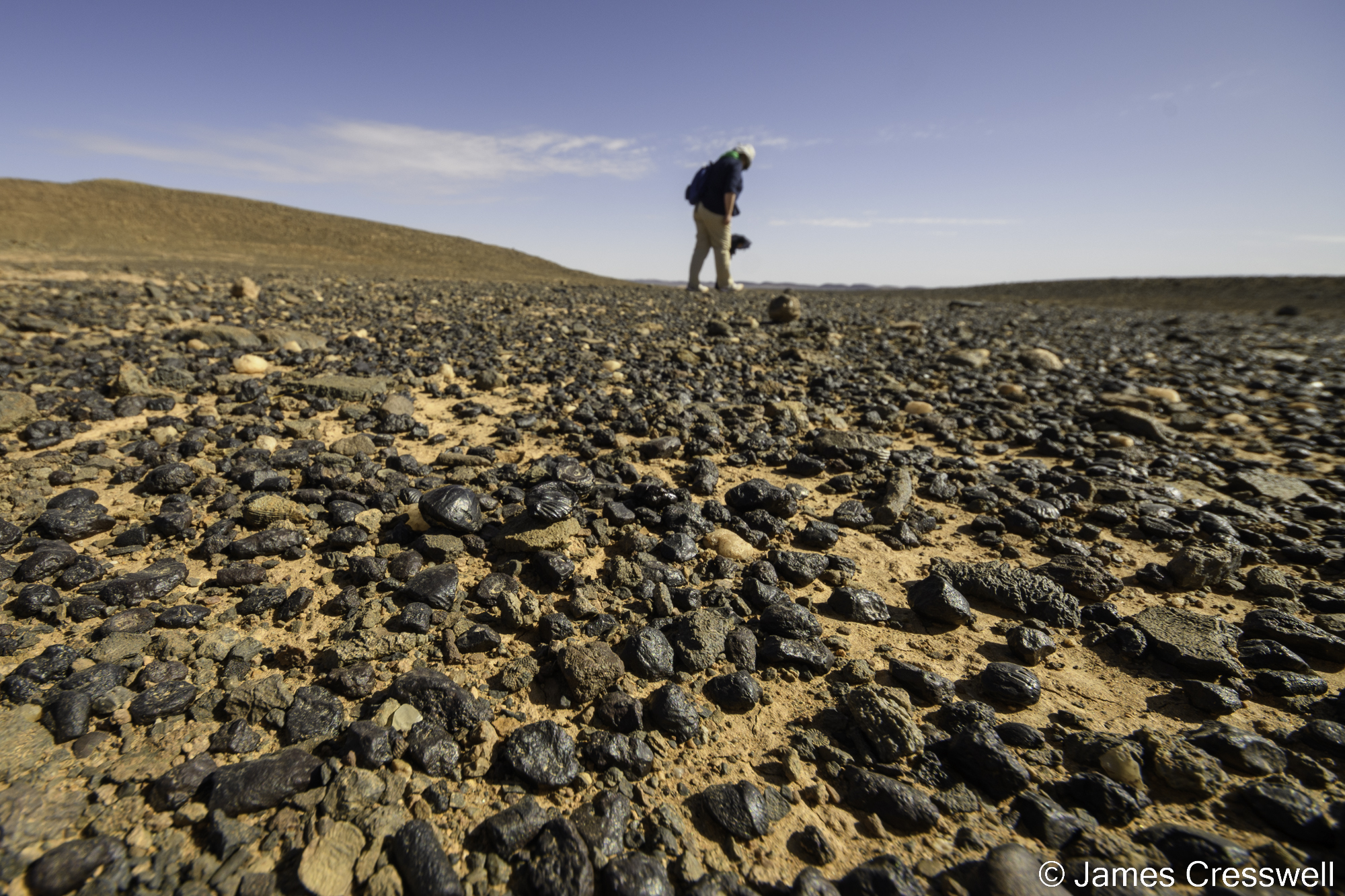 A photograph of a desert floor and a woman looking for fossils