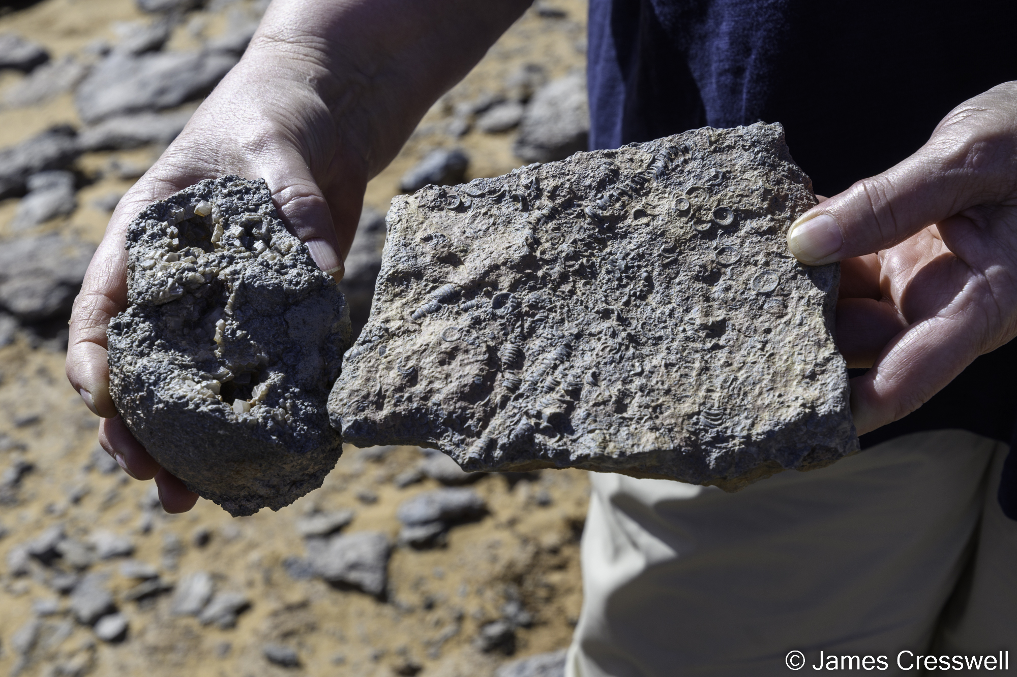 A photograph of crinoid fossils