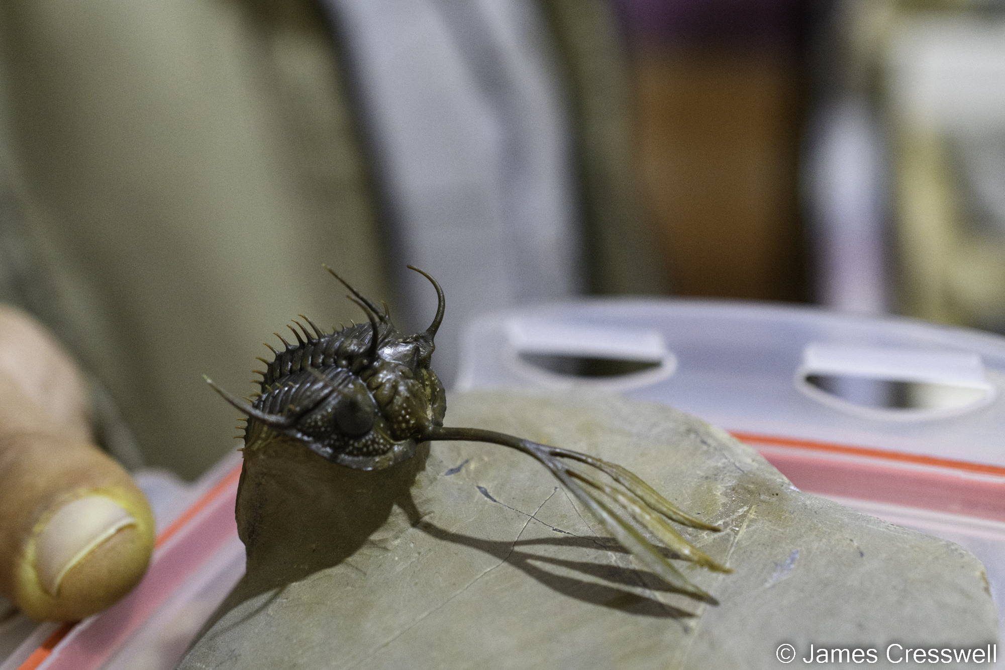 A close up photograph of a trilobite that has an elongate trident