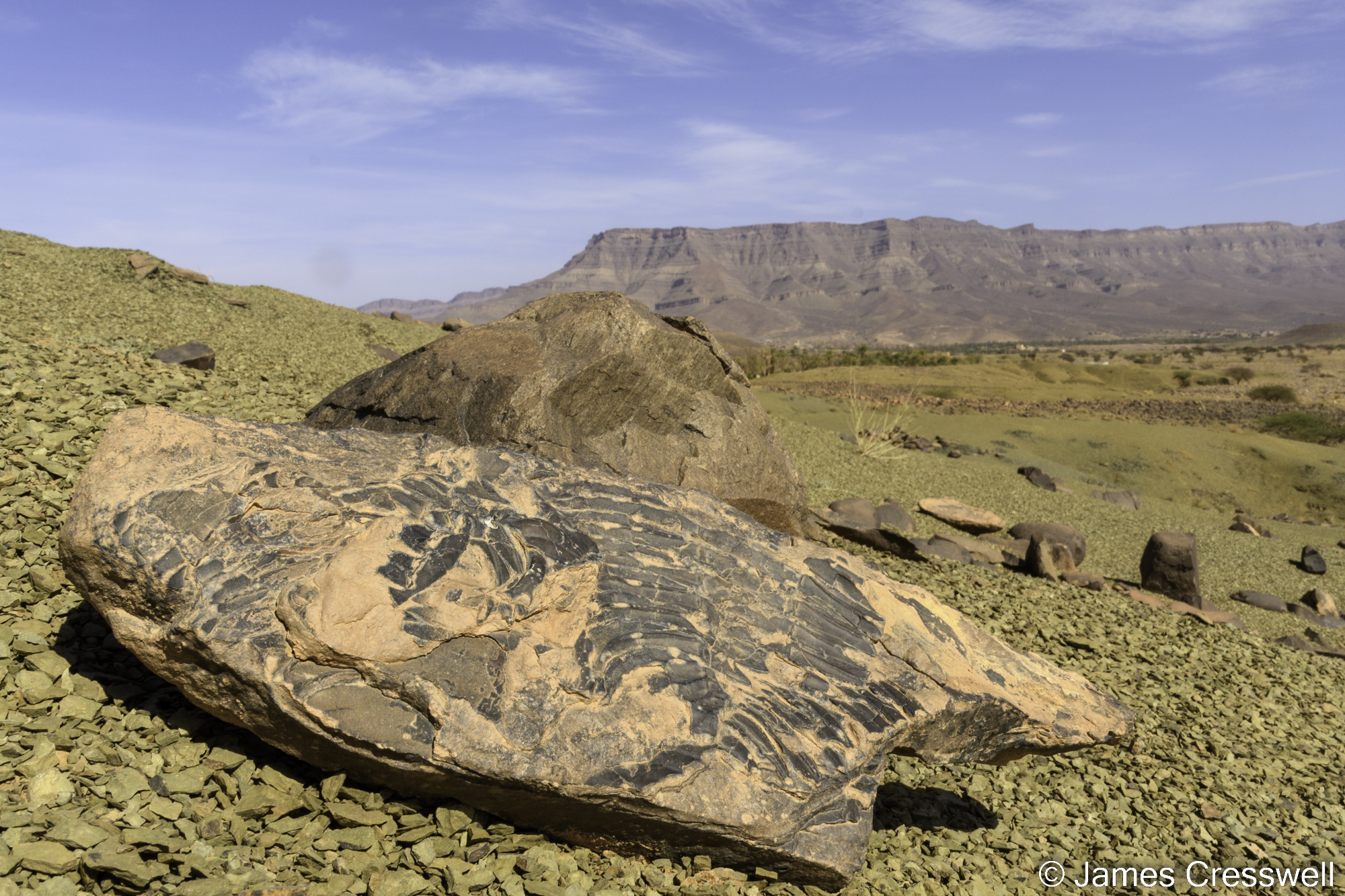 A photograph with a trilobite fossil in the foreground and a mountain in the background