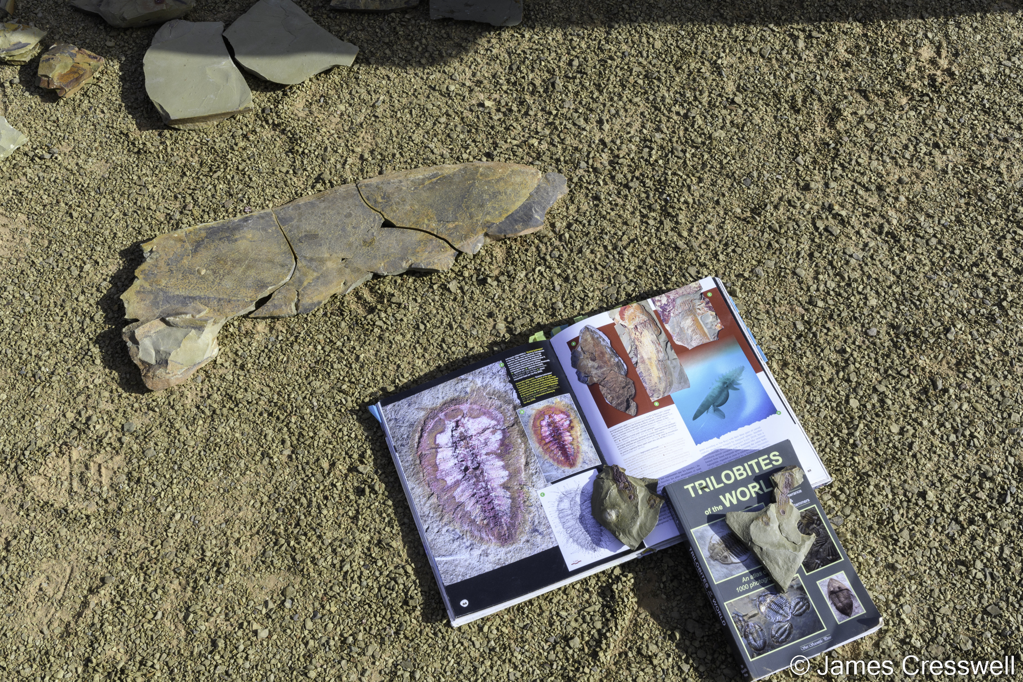 A photograph of real fossils compared to their pictures in an open book